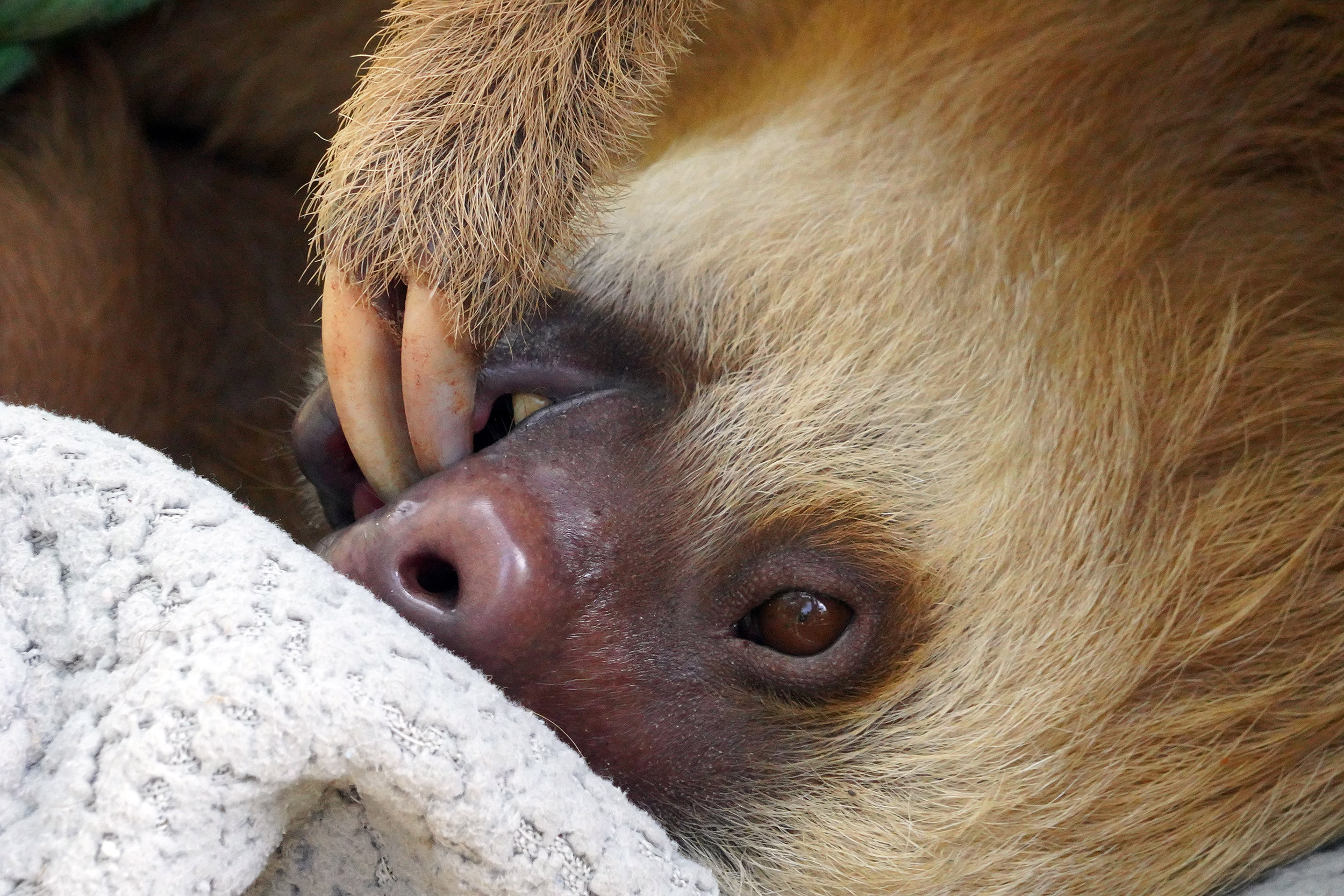 Costa Rica - Février 2025